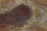 Polished Dinosaur Bone (Gembone) Slab - Colorado #324198-1
